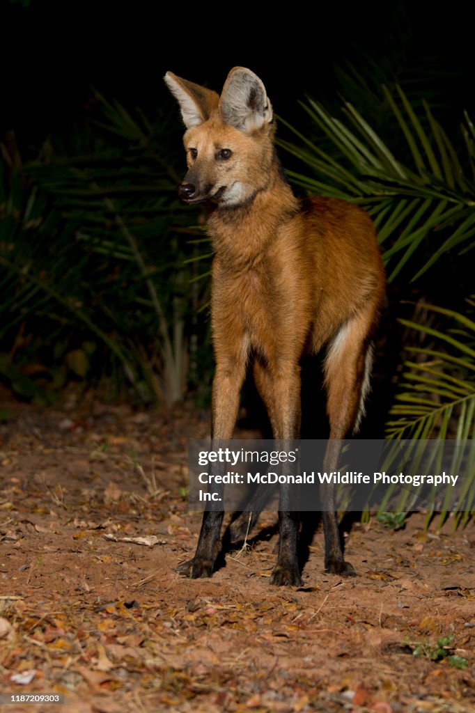 Maned Wolf