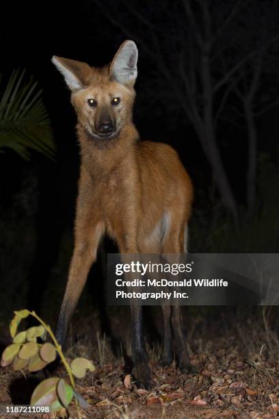 maned wolf - cerrado maned wolf stock pictures, royalty-free photos & images