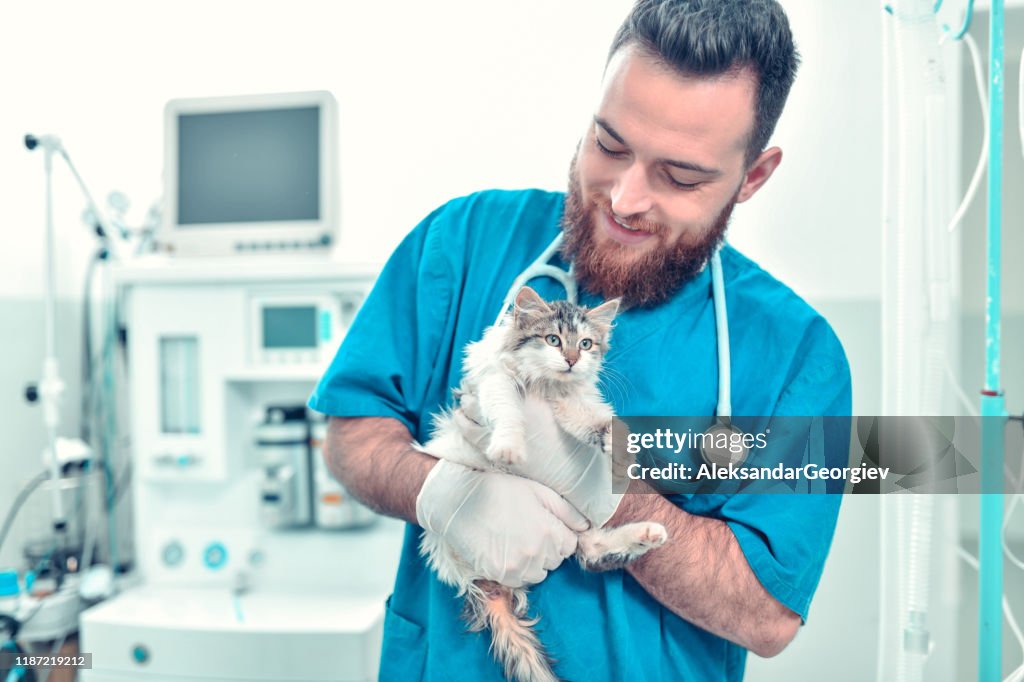 Feliz hombre veterinario doctor que lleva para gatito lindo