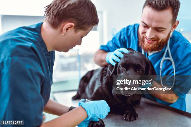 vets massaging dog to calm him down - dog looking down stock pictures, royalty-free photos & images