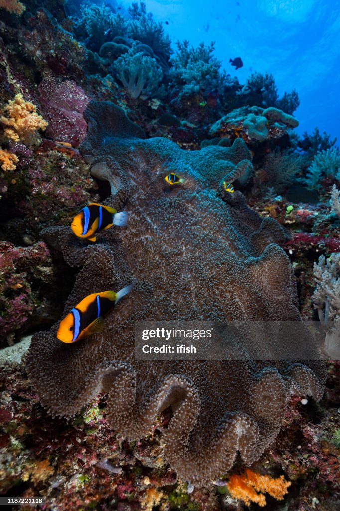 Clark's Anemonevissen Amphiprion klarkii in Merten tapijt zeeanemonen, Palau, Micronesië
