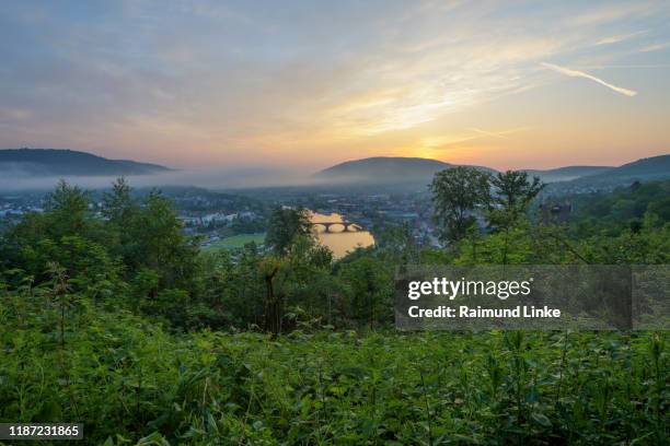 loop of river main at sunrise, miltenberg, churfranken, spessart, bavaria, germany - arbre main stock-fotos und bilder