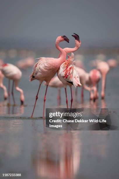 lesser flamingos in swamp - lesser flamingo stock pictures, royalty-free photos & images