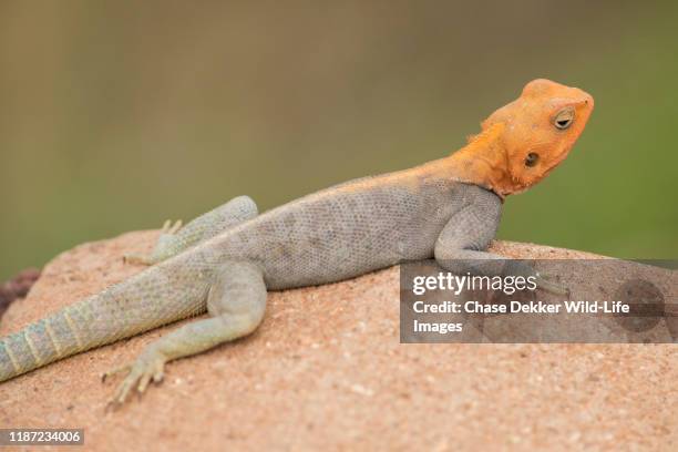 Swapped Lizard 262 Swamp Lizard Stock Photos, High-Res Pictures, and Images - Getty Images