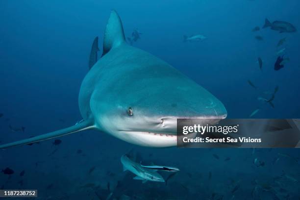 bull shark (carcharhinus leucas) - bull shark stock pictures, royalty-free photos & images