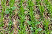 Close-up of cover crops.