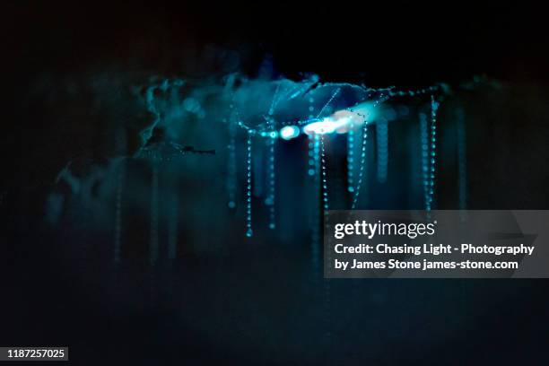 close up of glow worms and their sticky threads used to catch prey hanging from the roof of a cave. - bioluminescência imagens e fotografias de stock