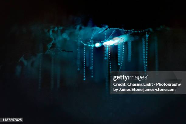 close up of glow worms and their sticky threads used to catch prey hanging from the roof of a cave. - bioluminescence 個照片及圖片檔