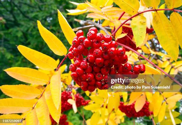 mountain ash (rowan) berries - rowan tree stock pictures, royalty-free photos & images