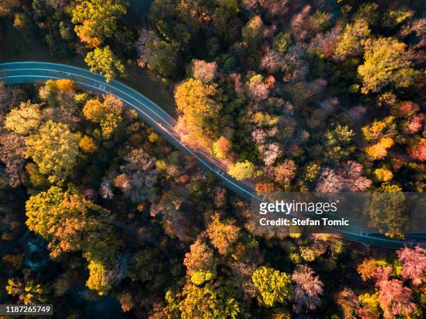 antenne van een weg omringd door bomen - above central park stockfoto's en -beelden