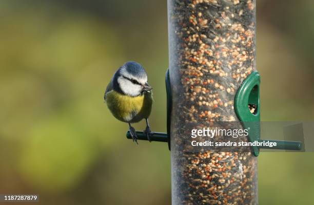 a cute blue tit (cyanistes caeruleus) feeding from a seed feeder. it has a sunflower in its beak. - bird feeder stock pictures, royalty-free photos & images