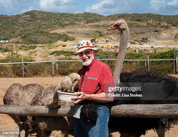 feeding ostriches - aruba bildbanksfoton och bilder