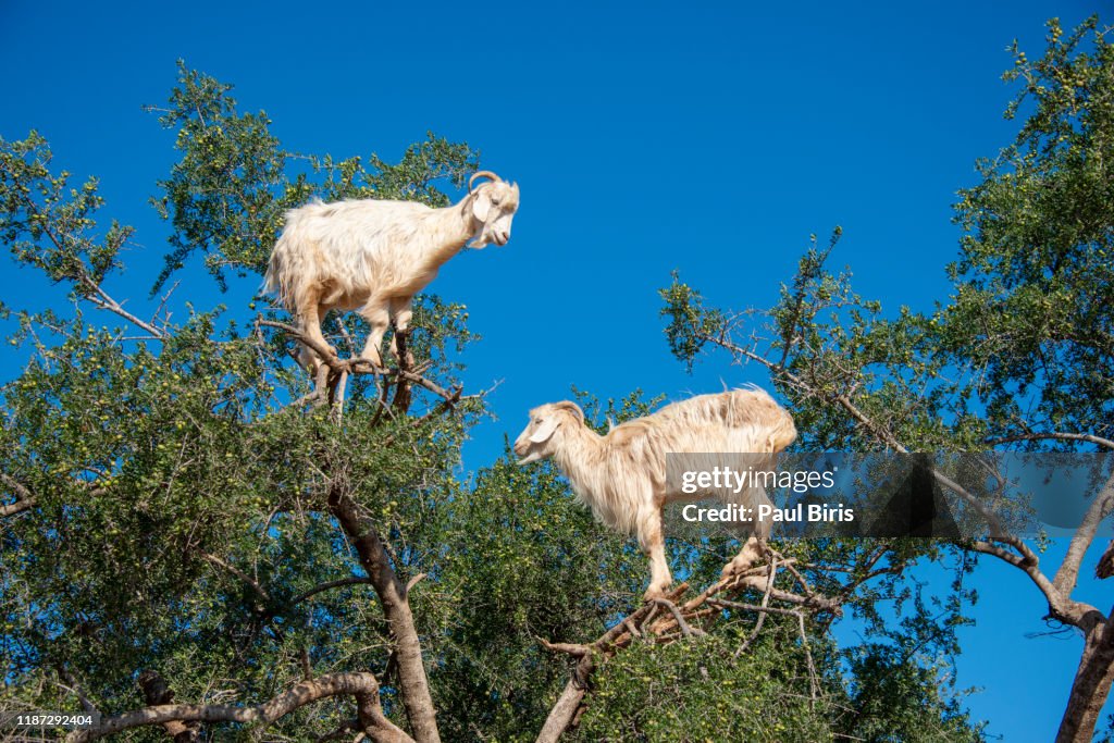 Goats graze in an argan tree - Morocco