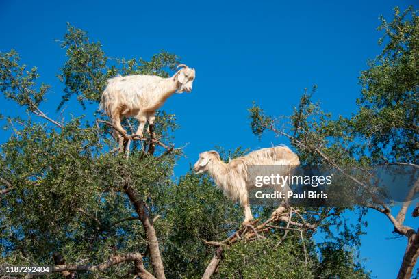 goats graze in an argan tree - morocco - schneeziege stock-fotos und bilder