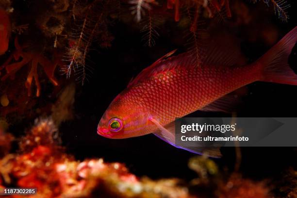 unterwasser rote fische tief im meer leben mittelmeer tauchen taucher standpunkt - redfish stock-fotos und bilder