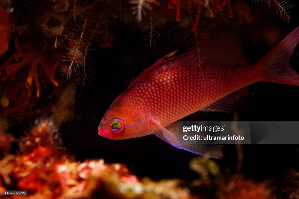 Peixes vermelhos subaquáticos profundamente no mar do mar vida ponto do mergulhador mediterrâneo do mar