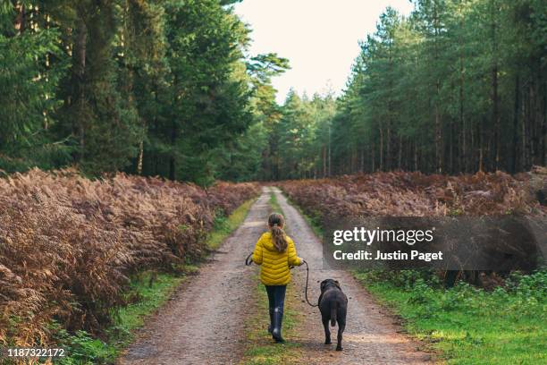 young girl walking dog in forest - thoroughbred lane stock pictures, royalty-free photos & images