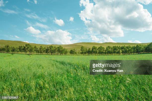summer green nature landscape - grass area stock pictures, royalty-free photos & images