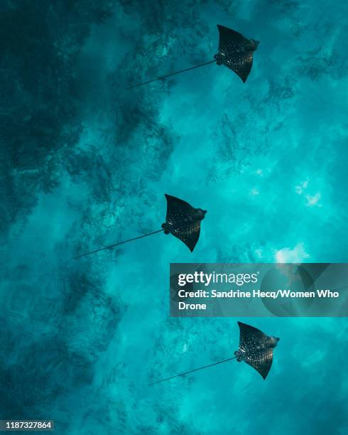 tripple rays - seychelles stock pictures, royalty-free photos & images