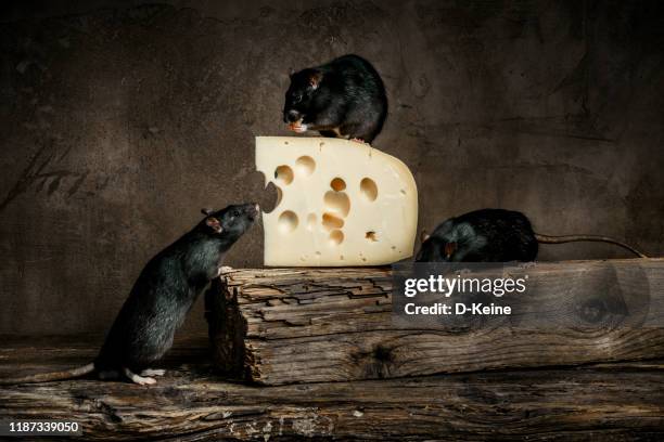 Lab Rats Challenge Cheese Rat With Cheese Photos and Premium High Res Pictures - Getty Images
