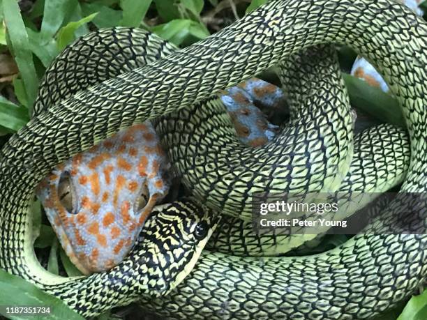 golden tree snake fights with tokay gecko - tokay gecko stock pictures, royalty-free photos & images