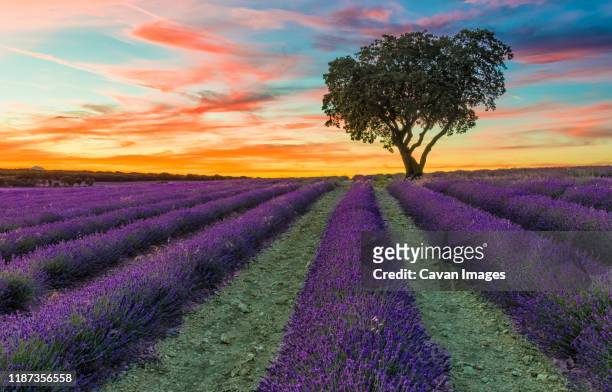 sunset in lavender fields - guadalajara fotografías e imágenes de stock