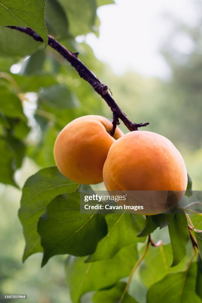 Apricots ripen on the branch in orchard