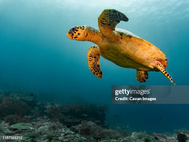 hawksbill turtle in the tropical waters of raja ampat - pacific ridley turtle stock pictures, royalty-free photos & images