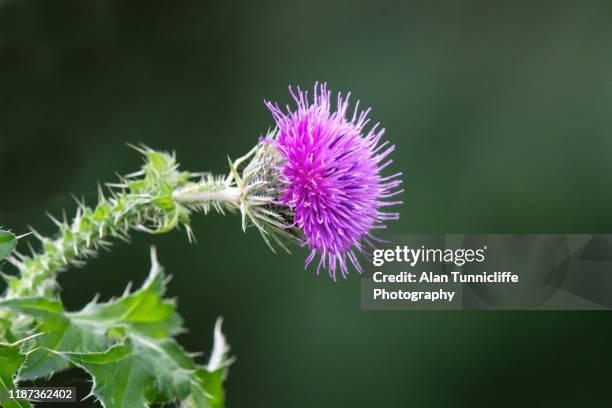 thistle set against dark background - milk thistle stock pictures, royalty-free photos & images