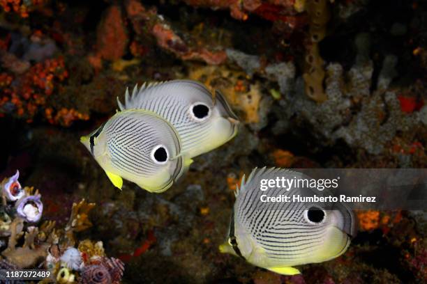 foureye butterflyfish. - dotted butterflyfish stock pictures, royalty-free photos & images