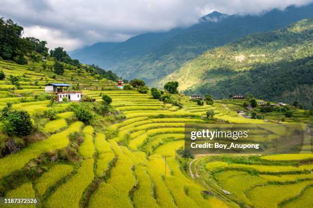 beautiful view of rice terraces in countryside of ghandruk village, nepal. - nepal stock pictures, royalty-free photos & images