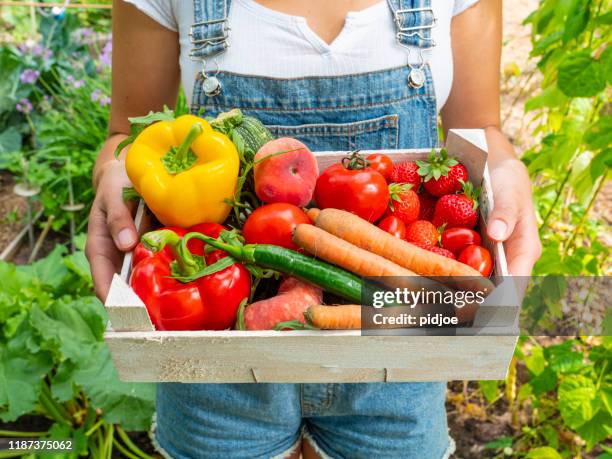 junge gärtnerin mit kiste voller gemüse - colorful vegetables summer stock-fotos und bilder