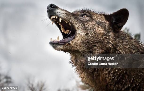 beautiful wolf growling and howling - wolfs stock pictures, royalty-free photos & images