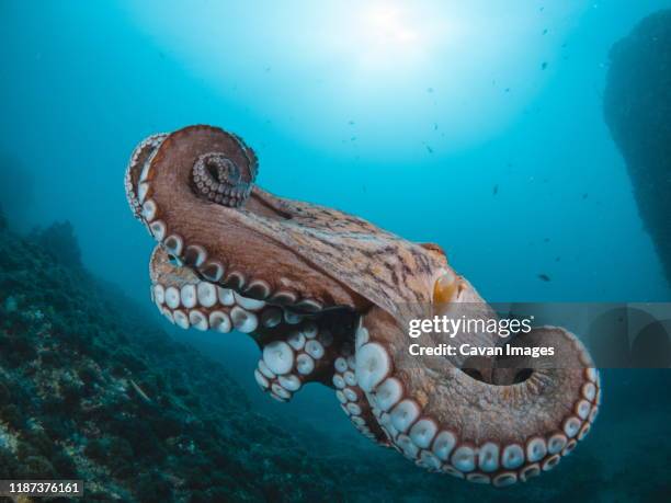 octopus vulgaris - tentacle stock pictures, royalty-free photos & images