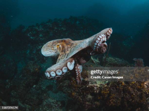 octopus vulgaris - giant octopus stock pictures, royalty-free photos & images