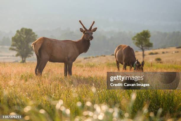 elk graze in meadow at sunset in rocky mountain national park - edelhert stockfoto's en -beelden