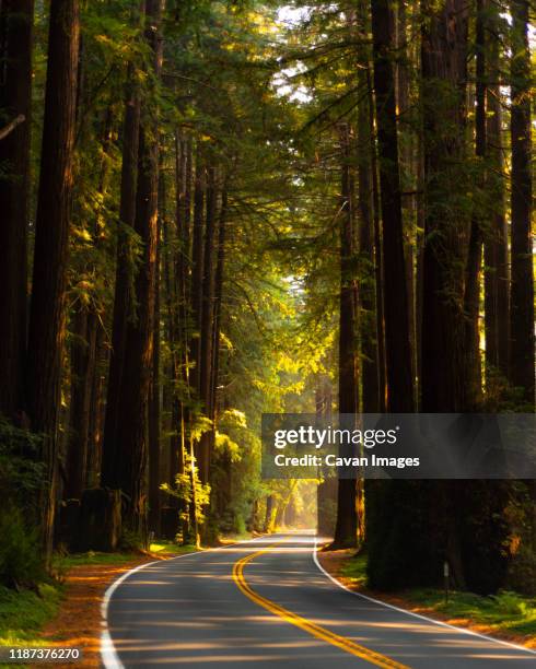 highway 128 in mendocino in the old growth redwoods - mendocino stock pictures, royalty-free photos & images