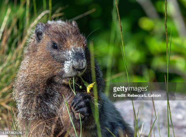 a yellow flower for breakfast - funny groundhog stock pictures, royalty-free photos & images