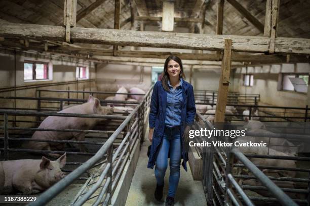 female farmer in pig farm - piggy imagens e fotografias de stock