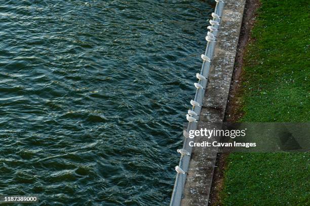 seagulls lined up on fence next to a river in appleton wi - appleton foto e immagini stock