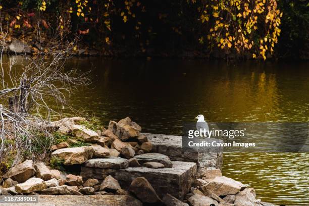 seagulls standing on rocks next to a river in appleton wi - appleton foto e immagini stock