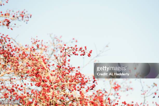 red berries against a pale blue autumnal sky - hawthorn,_victoria stock pictures, royalty-free photos & images