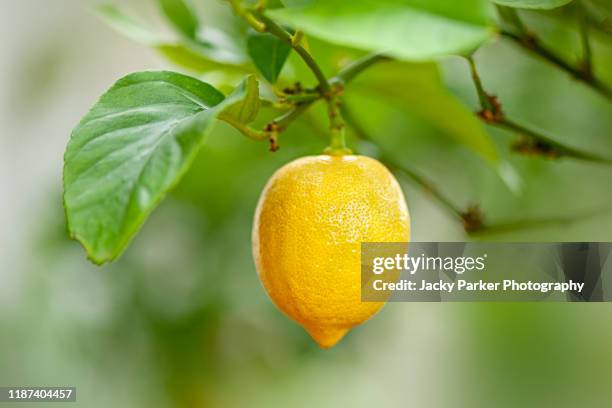 close-up image of a lemon yellow fruit hanging in its tree - lemon tree stockfoto's en -beelden