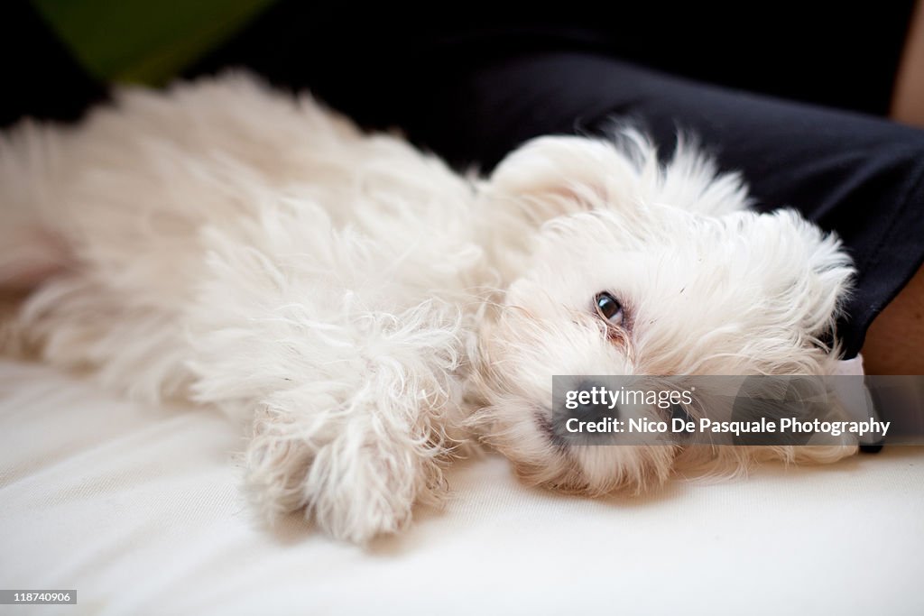 Maltese dog