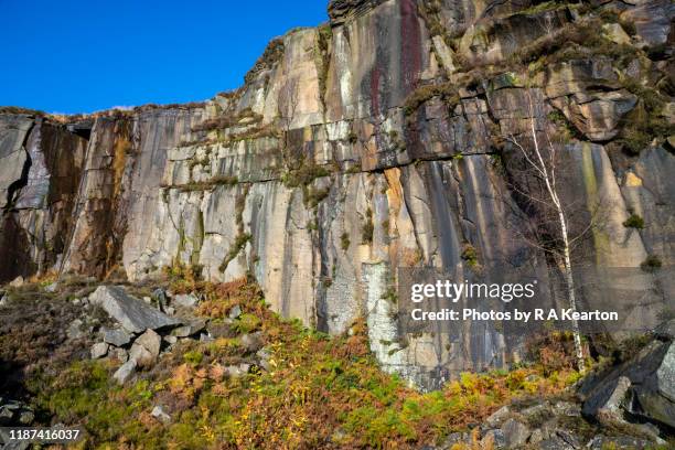 silver birch tree against old quarry rock face - obsolete stock pictures, royalty-free photos & images