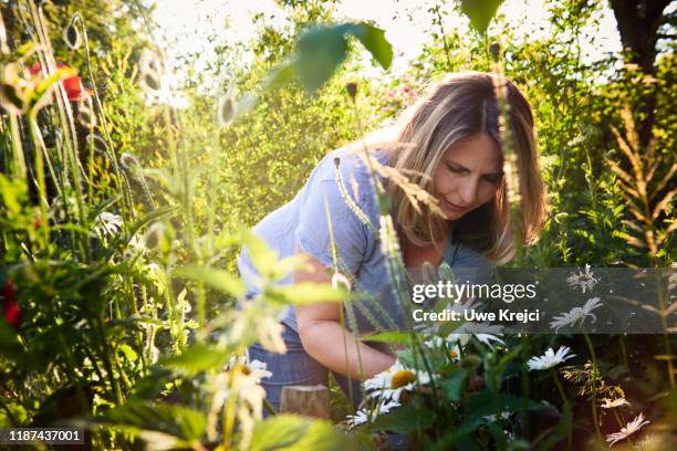 women picking flowers in her garden - frau 50 garten stock-fotos und bilder