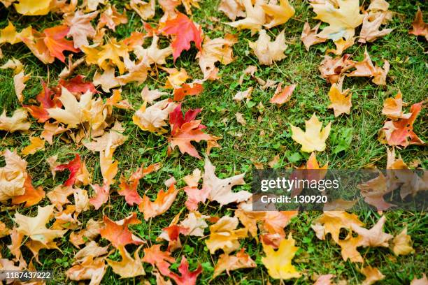 fall foliage, colorful, maple on the ground - low section stockfoto's en -beelden