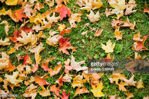 fall foliage, colorful, maple on the ground - lower stock pictures, royalty-free photos & images