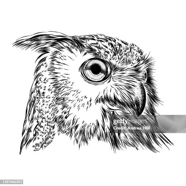 illustrations, cliparts, dessins animés et icônes de illustration eurasienne de visage d'aigle de hibou - looking back