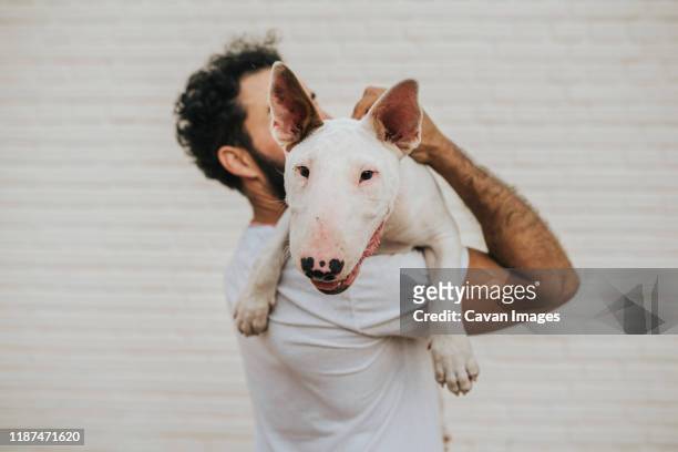 bearded man holding a white bull terrier dog on shoulders - bull terrier stock pictures, royalty-free photos & images